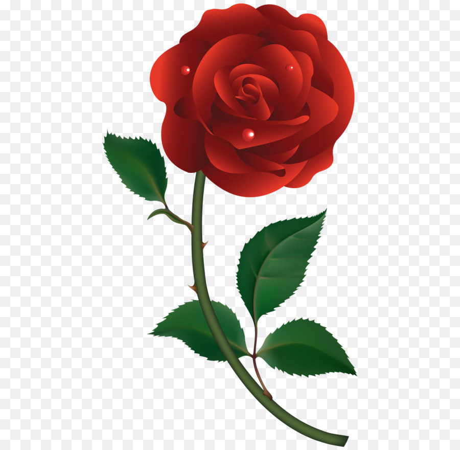 Hoa hồng trong vườn bắp Cải rose Floribunda Trung hoa hồng - Véc tơ hồng màu đỏ
