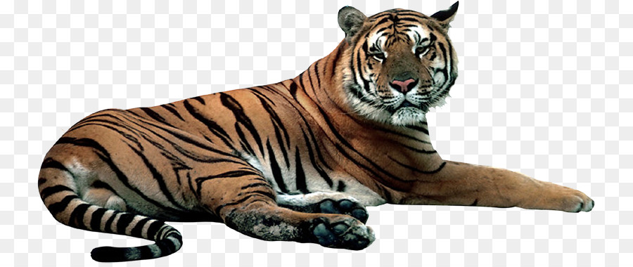 Tiger Cat LiveInternet Nischni Nowgorod Terrestrischen Tier - Tiger