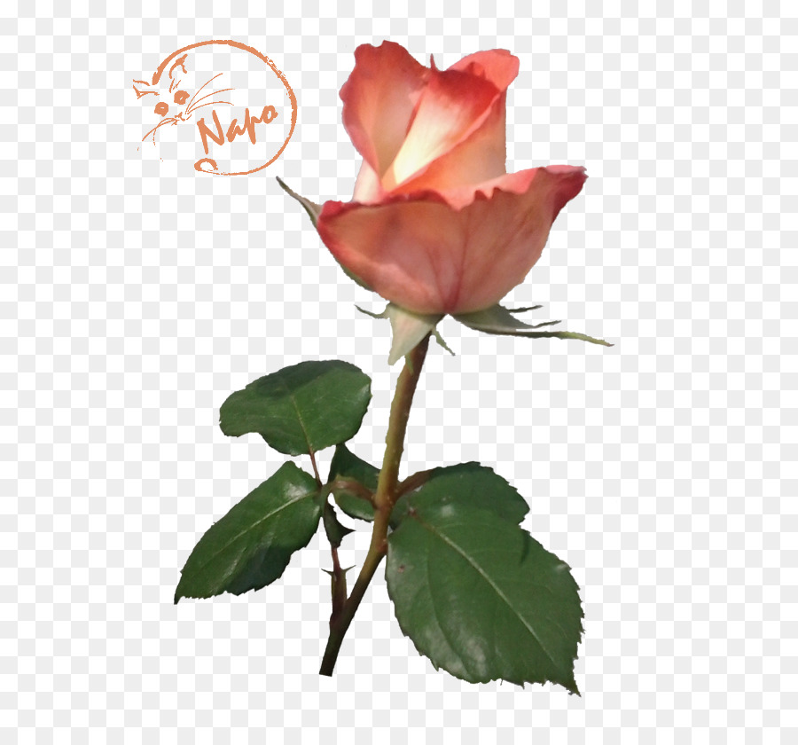 Hoa hồng trong vườn bắp Cải rose Trung hoa hồng Floribunda - Hoa huệ