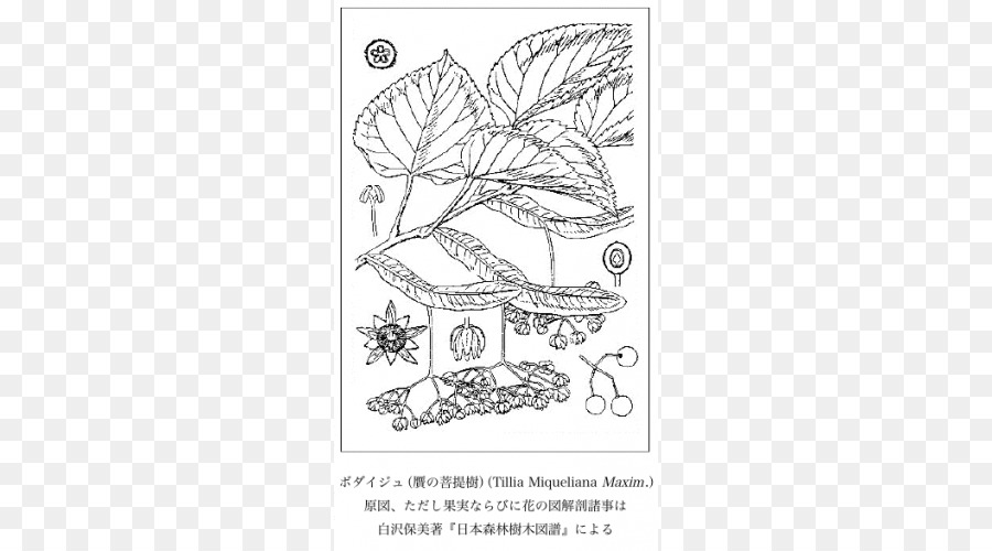 Ashoka albero di Disegno di Vertebrati /m/02csf arti Visive - albero di ashoka