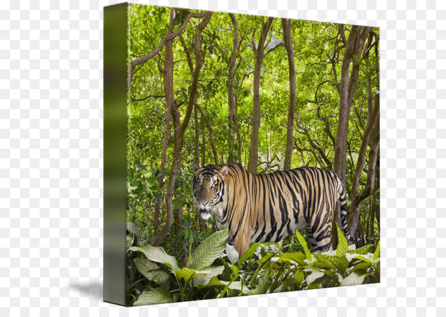 Tiger-Ökosystem, Fauna, Regenwald Katze - Tiger