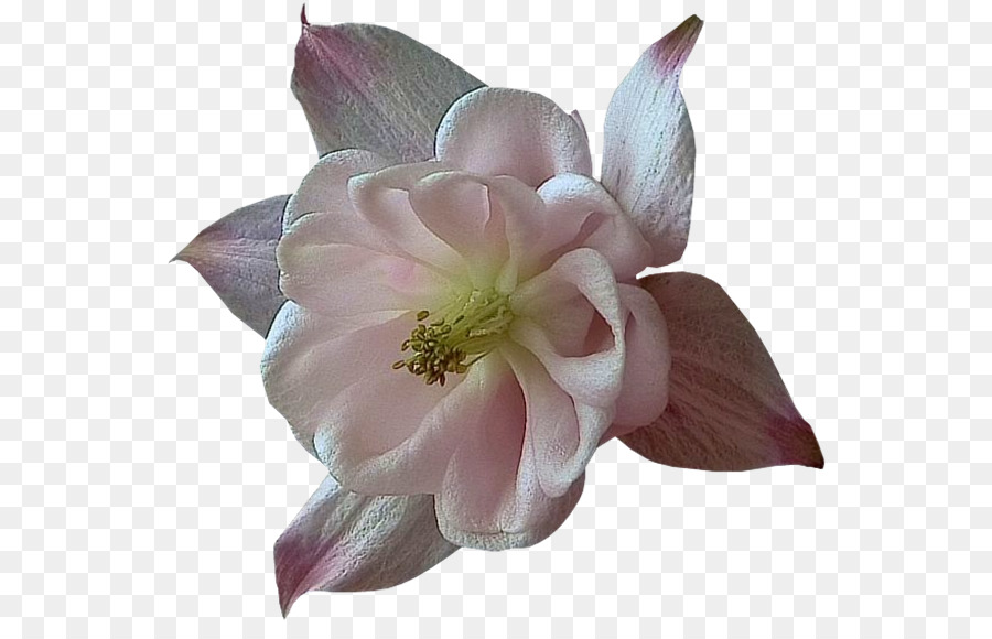 Blog Schmoll nicht Skyrock - Perle Blume