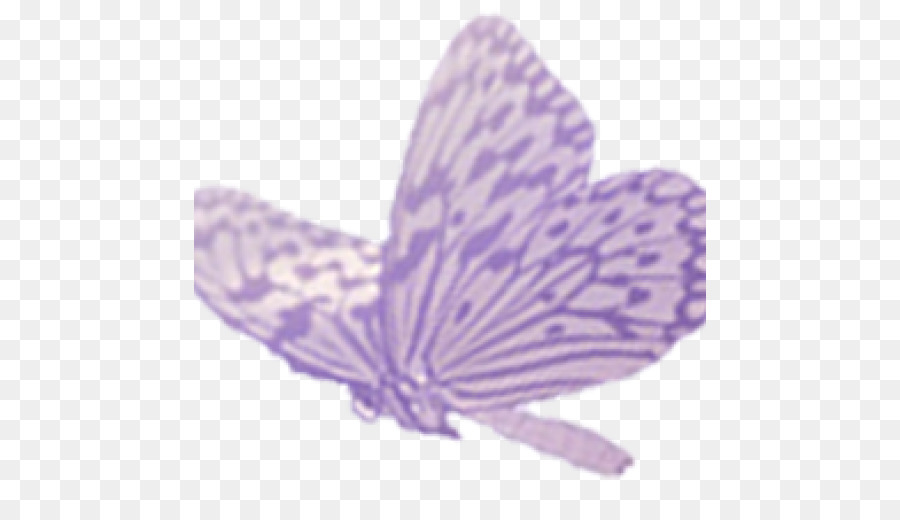 Farfalla Ritratto di Bambino libro - farfalla