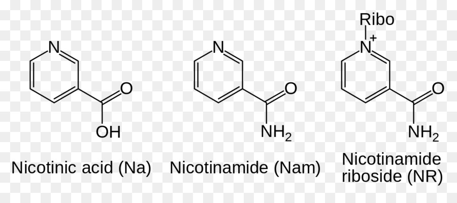 Nicotinamide adenina dinucleotide Nicotinamide riboside Coenzima - nen
