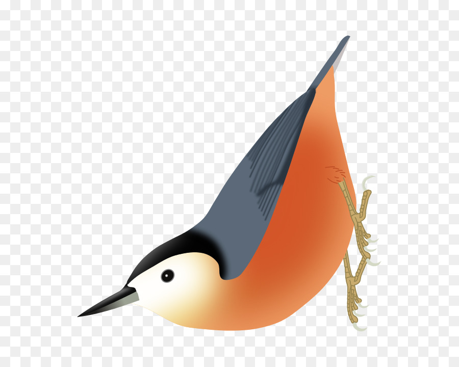 Przevalski ' s Kleiber Firefly Enzyklopädie der Vögel Eurasische Kleiber - Vogel