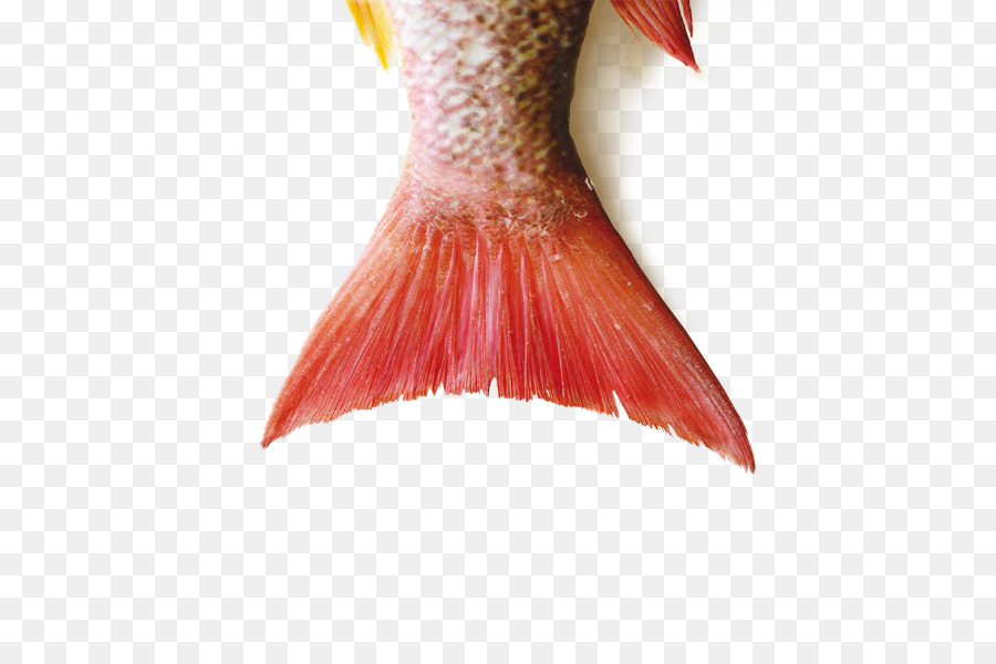Northern red snapper Brodo di Pesce fotografia Anisakis - pesce
