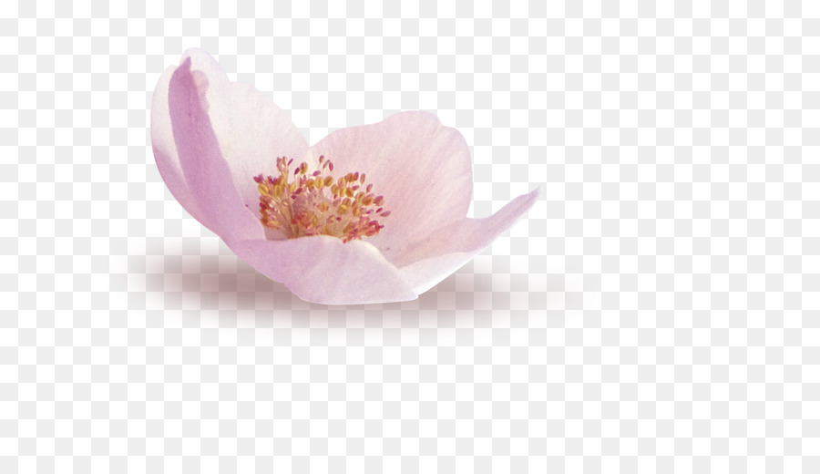 Blütenblatt Lila - lila