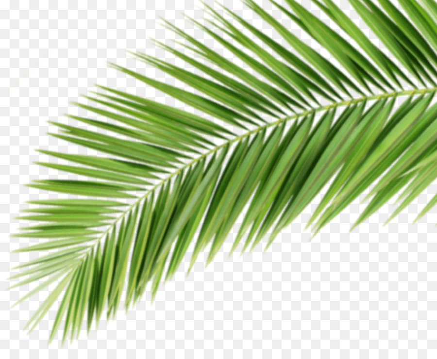 Asiatico palmyra palm Promozionale merce Arecaceae Werbemittel Corporate design - palme