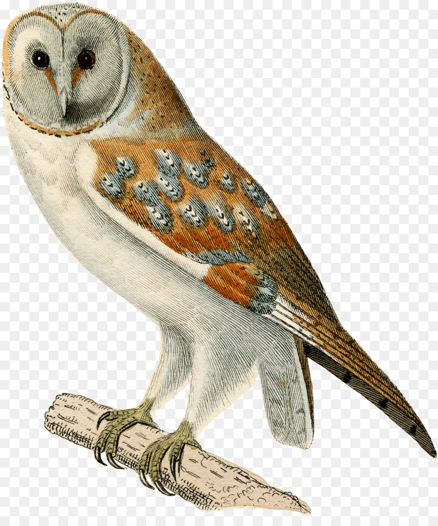 Eule Fauna Schnabel Feder Falcon - Eule