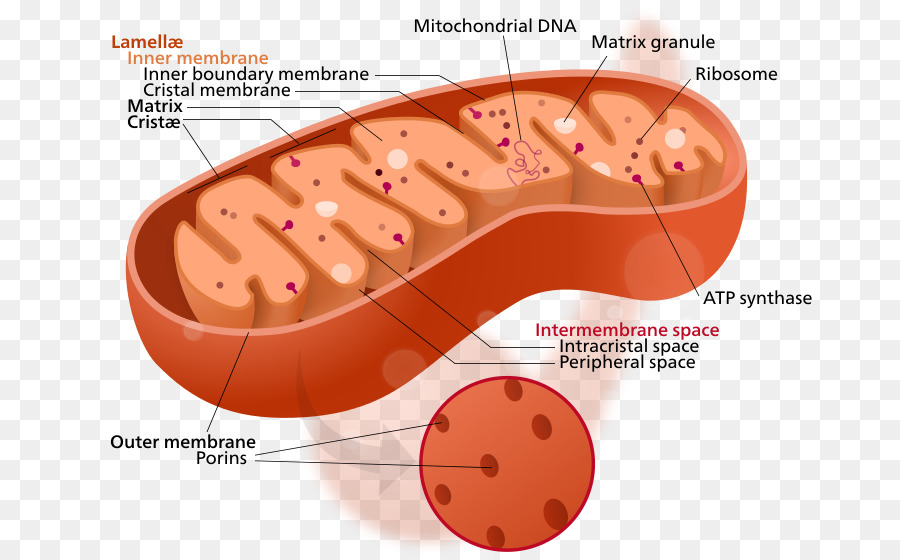 Mitochondrien-Zytoplasma-Zellorganelle Mitochondriale DNA - Mitochondrien