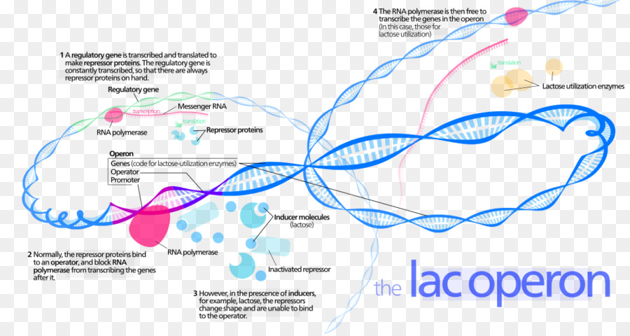 lac-operon Prokaryote Transkriptionelle Regulierung - Transkriptionsfaktor