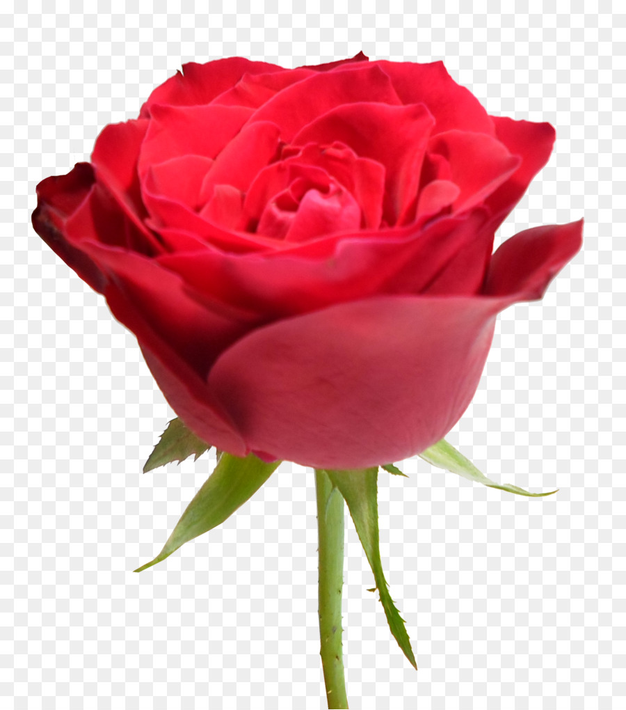 Hoa hồng trong vườn bắp Cải rose Floribunda Đỏ Clip nghệ thuật - hoa hồng màu đỏ