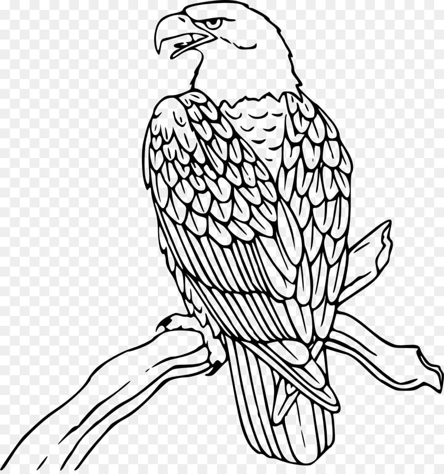 Đại bàng đầu hói cuốn sách Màu Vẽ Chim - chim ưng png tải về - Miễn phí  trong suốt Con Chim png Tải về.
