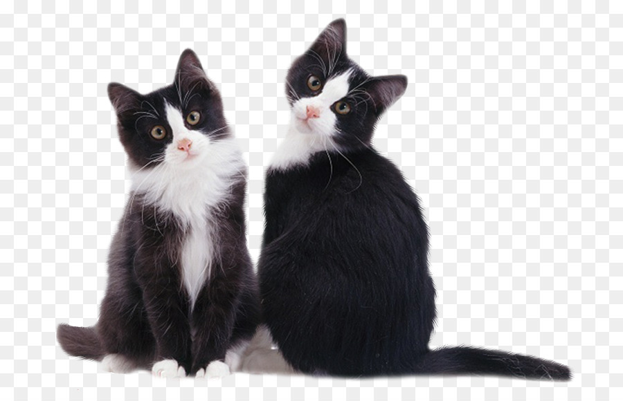 Kätzchen American Wirehair Europäische Kurzhaar Whisker Black cat - Kätzchen