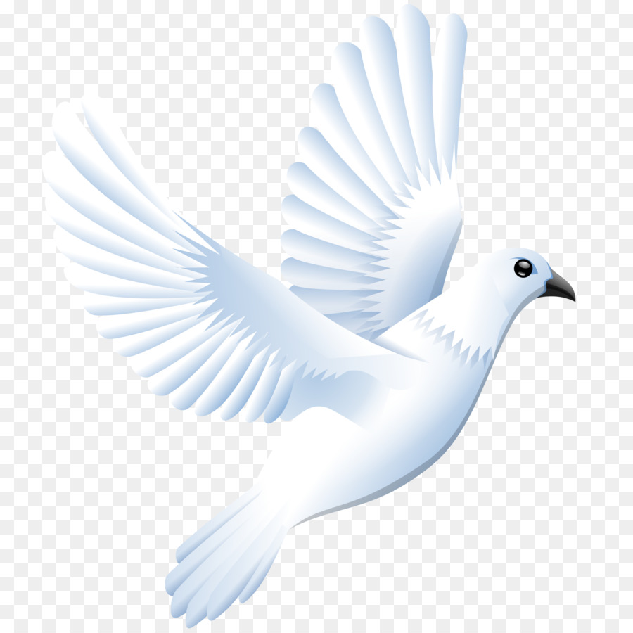 Columbidae Tauben als Symbole der Zeichnung Clip art - Liebe Taube