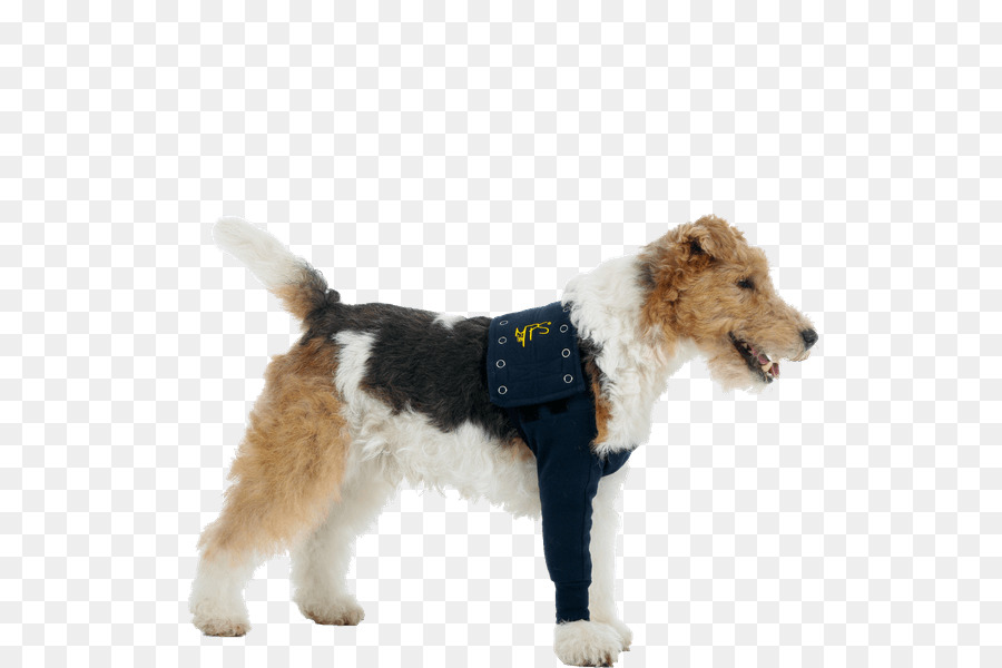 Filo di Capelli Fox Terrier T-shirt Cane di razza Benda - Maglietta