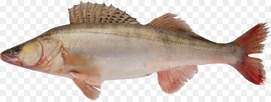 Pesce Fotografia Clip art - pesce