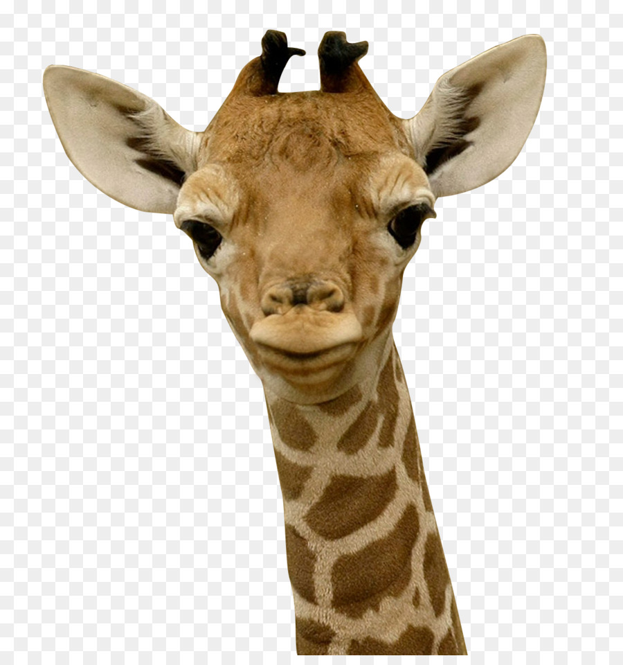 Baby Giraffe Bambino A Dormire - giraffa
