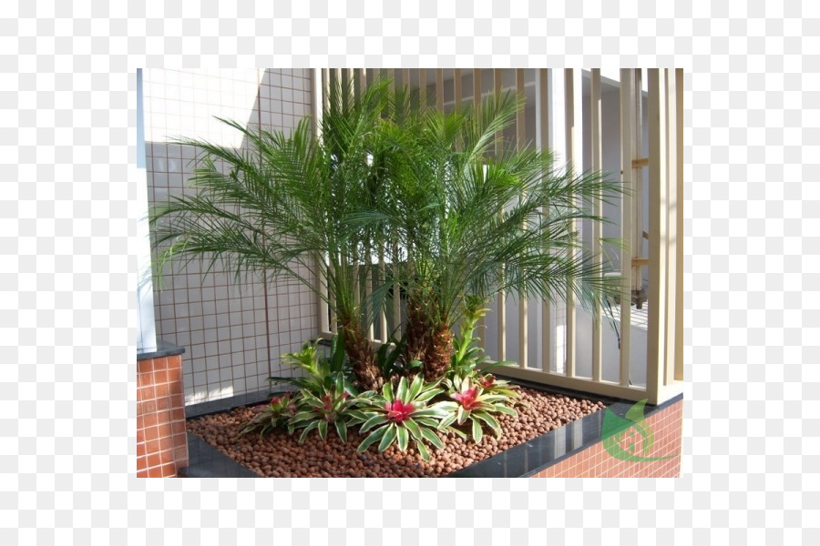 Arecaceae-Garten-Sagopalme Rhapis excelsa Ravenala madagascariensis - Haus