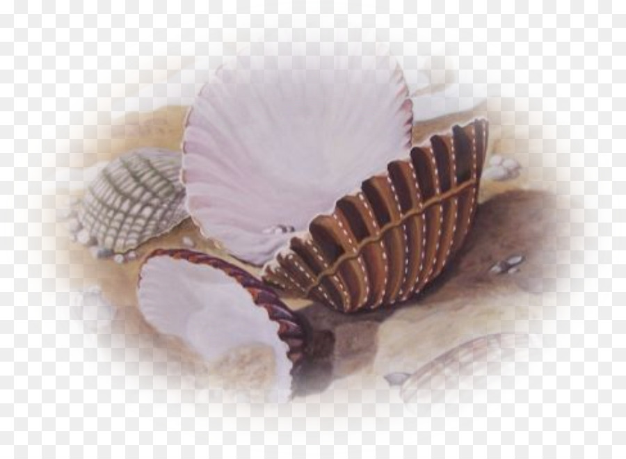 Molluske shell Conchology Centerblog Fisch - muschel