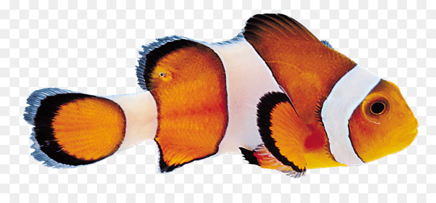 Pesci tropicali immagine Digitale - la pelle di pesce