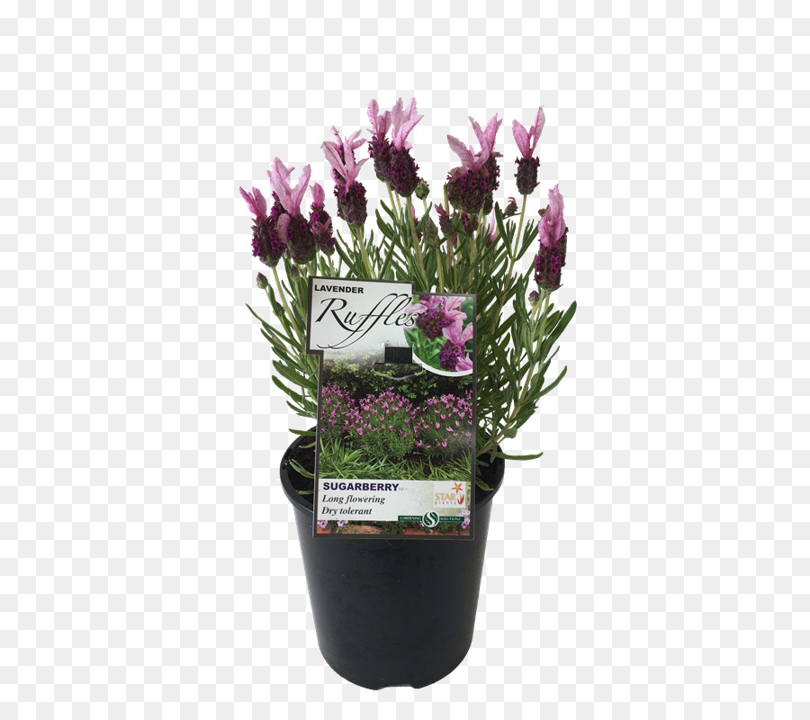 Vaso di fiori di lavanda francese di Taglio Viola - lavanda pianta