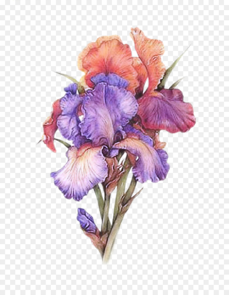 Iris-Aquarell Aquarell-Blumen-Kunst - Malerei