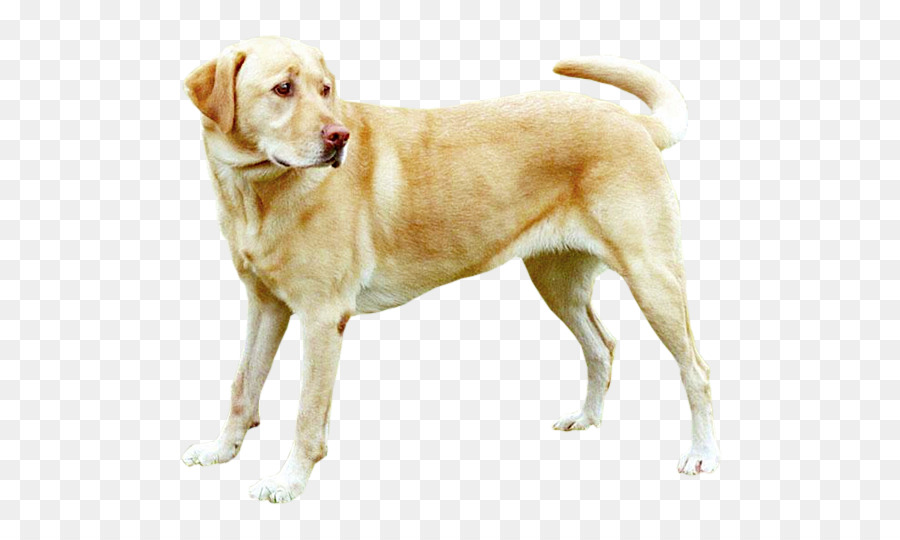 Labrador-Retriever-Welpen Labrador-Husky-Golden Retriever-Beagle - Welpen