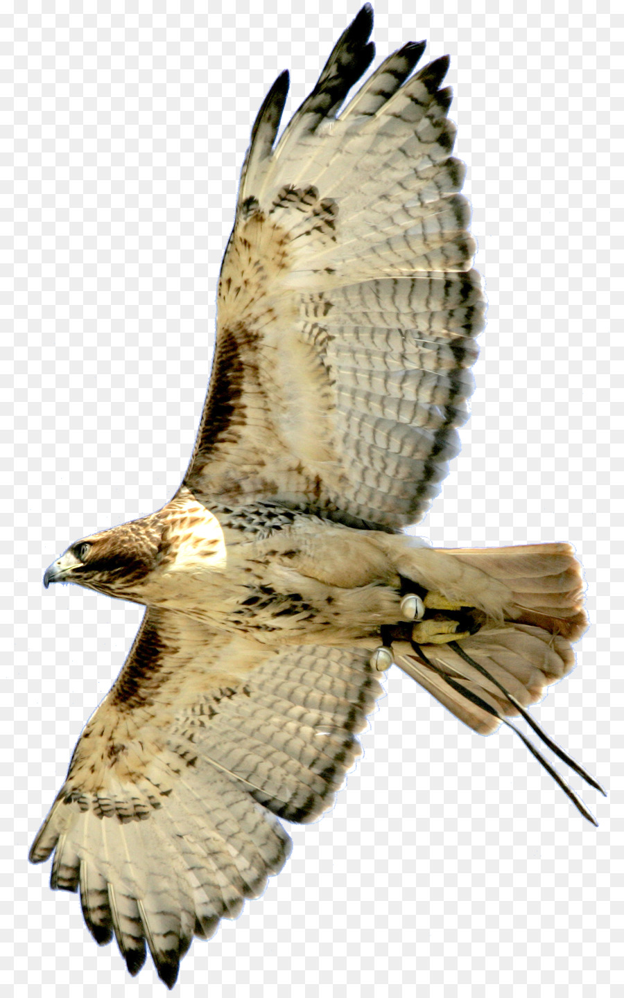 Falke Vogel Raubvogel Uhu - Vogel