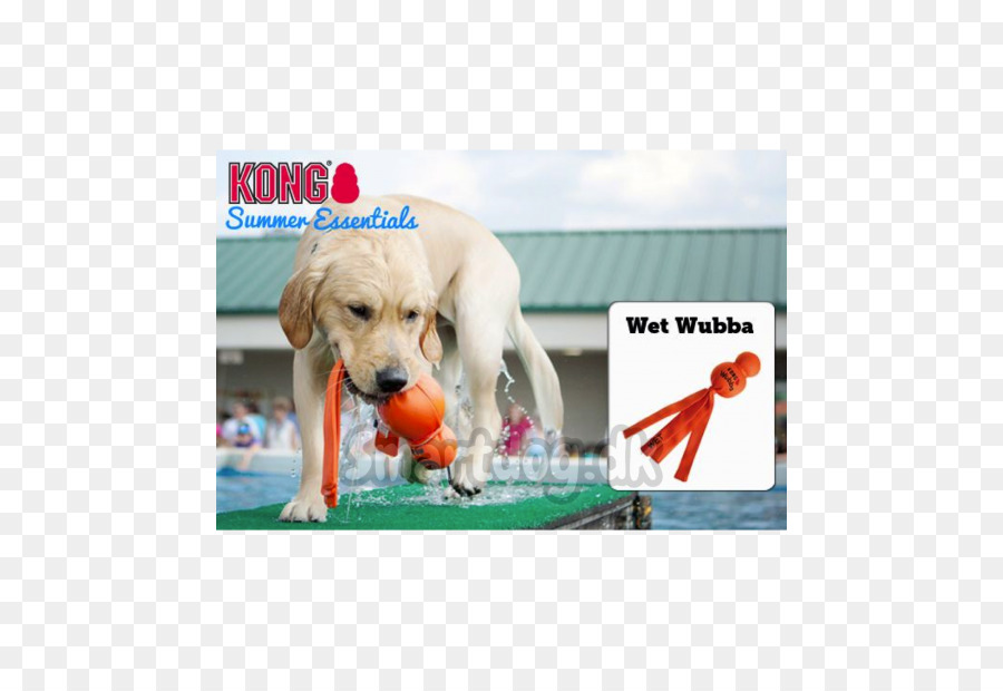 Hund Spielzeug Kong Firma Welpen - Hund