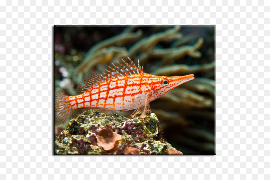 Rạn san hô cá Hawkfish cá nước Mặn - cá