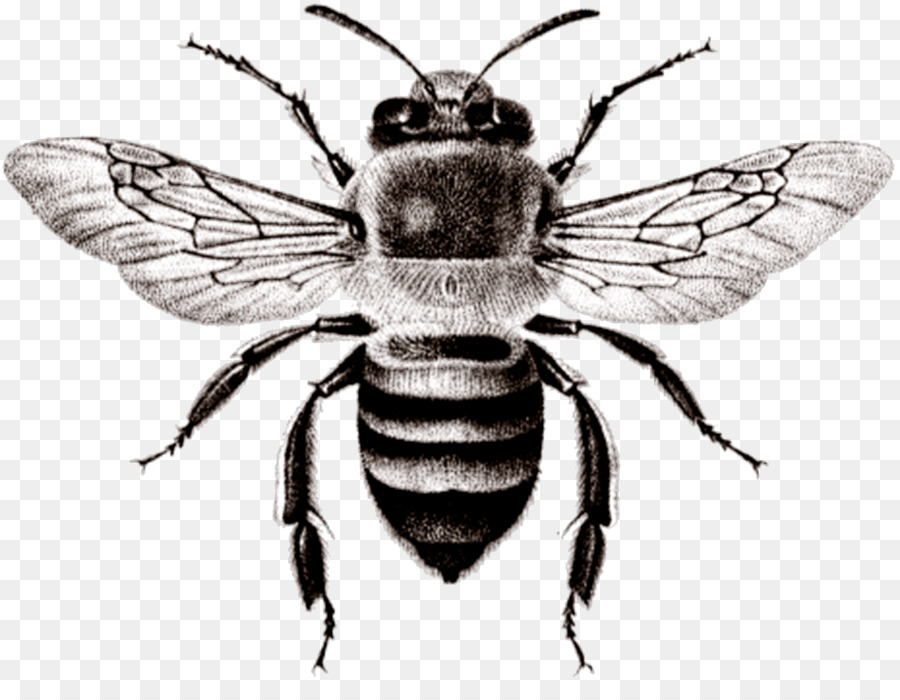 Honey bee Amblyomma variegatum Insekt - Biene