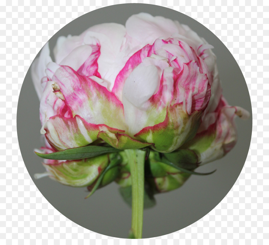 Kohl rose Pfingstrose Schneiden, Blumen Rosa Blütenblatt M - Pfingstrose