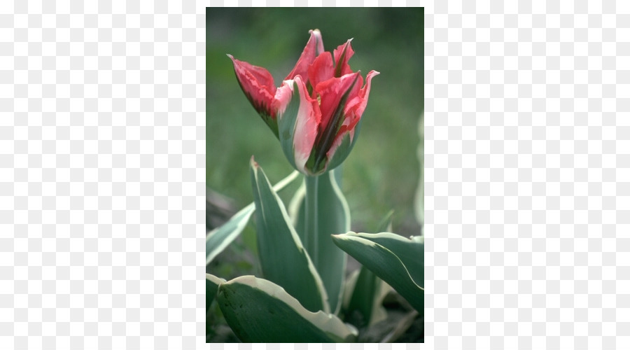 Tulip Petal Pflanze Stiel - Tulip
