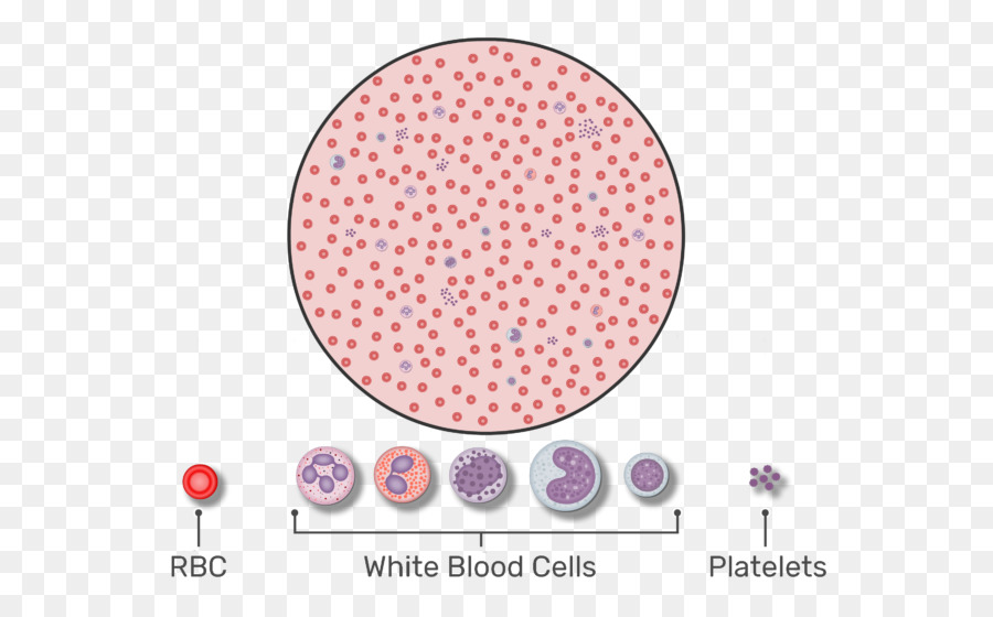 Rote Blutkörperchen im Blutbild Weiße Blutkörperchen, Blutplättchen - ein Tropfen Blut
