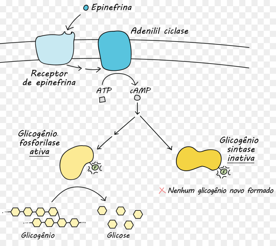 Zelle, Organismus, Funktion - Transkriptionsfaktor