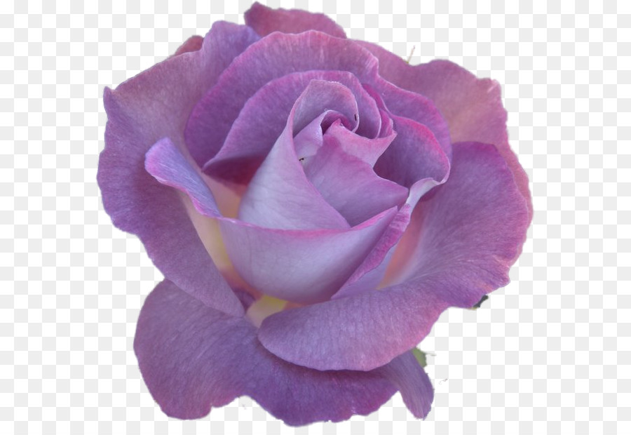 Floribunda Rosen Kohl rose Schnittblumen - Blume