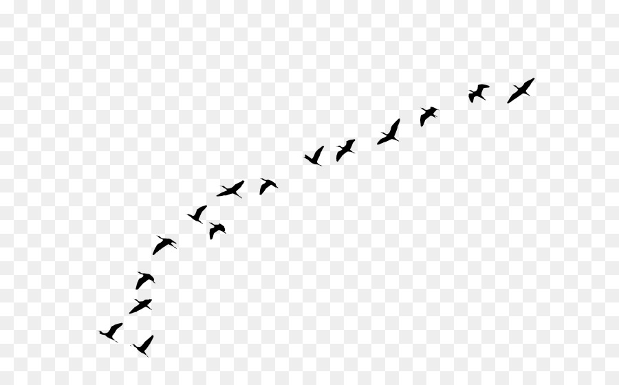 A volo d'uccello Goose Bird volo di Rondine - uccello