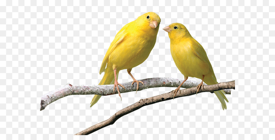 Interni canarie Fringuelli pappagallino ondulato Pet Giallo canarino - altri
