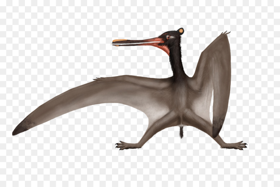 Cathayopterus Ctenochasma Feilongus Pterodaustro Nemicolopterus - pterosaur