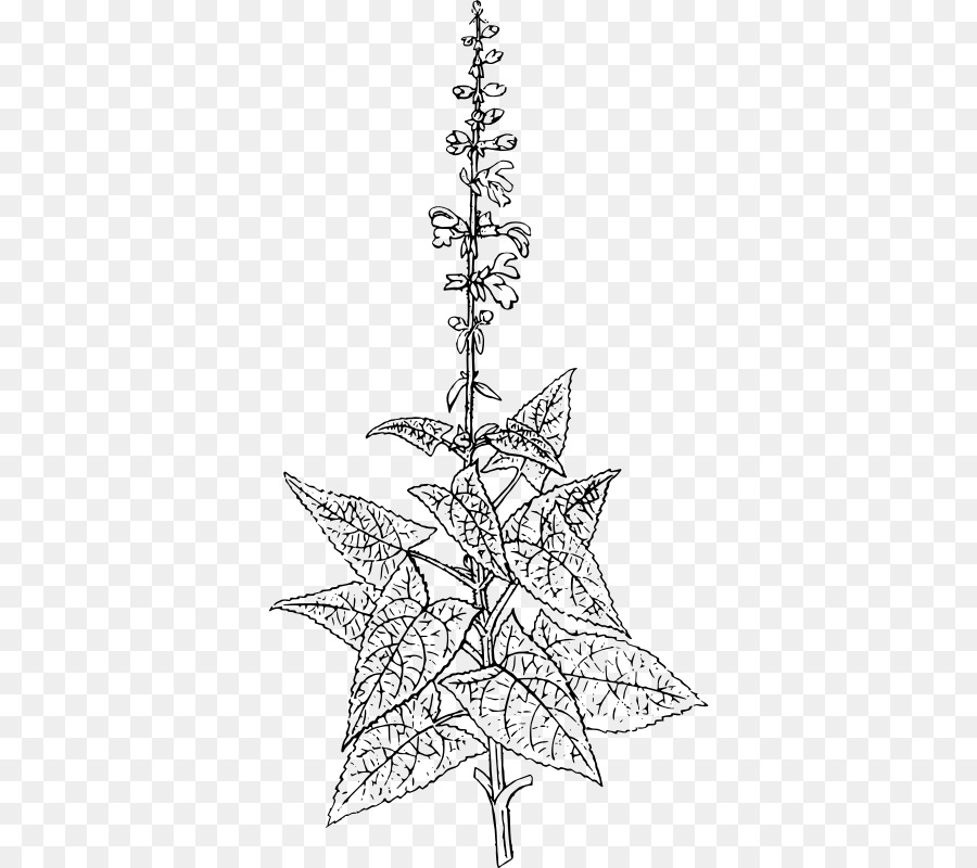 Weihnachtsbaum-Fichte Zweig, Fir Linie Kunst - Weihnachtsbaum
