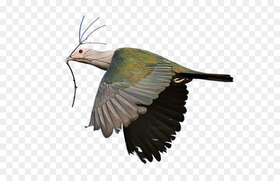 Schnabel, Vogel, Grün imperial pigeon Eisvogel Clip art - Vogel