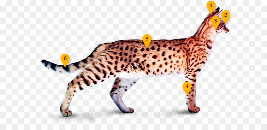 California spangled Ocicat, Bengal Katze, Savannah cat Ocelot - Gepard