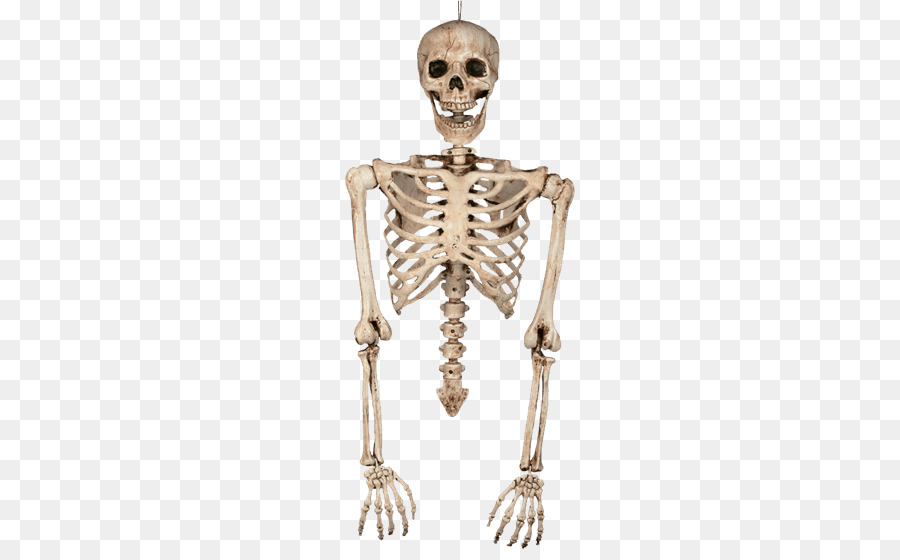Menschliches Skelett Knochen Arm, Menschlicher Körper, - Skelett