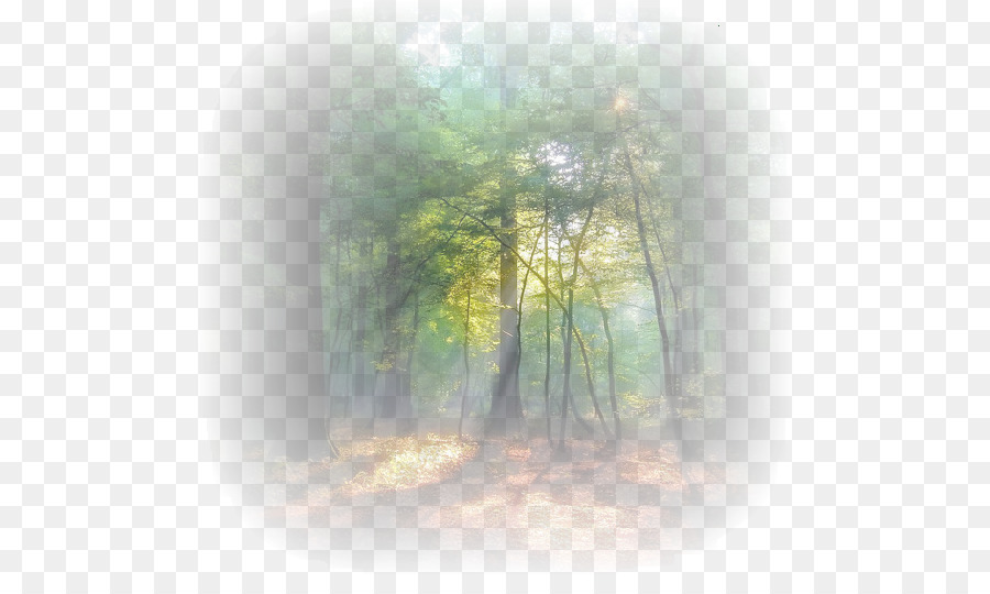 Sonnenlicht Renesmee Carlie Cullen Baum Desktop Wallpaper Nebel - Baum