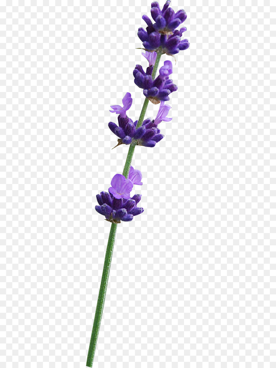 Tiếng anh, tiếng hoa oải hương Tím Chung hiền gốc Thực vật - màu tím