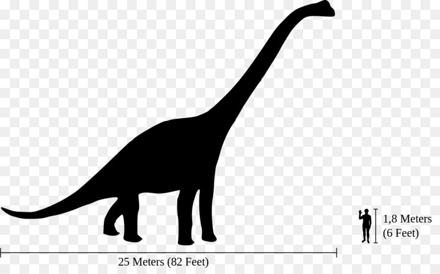 Brachiosaurus Dinosaurier Größe Apatosaurus Diplodocus Amphicoelias - Dinosaurier