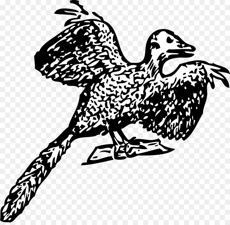 Archaeopteryx-Vogel-Dinosaurier-Fossil Anchiornis - Vogel