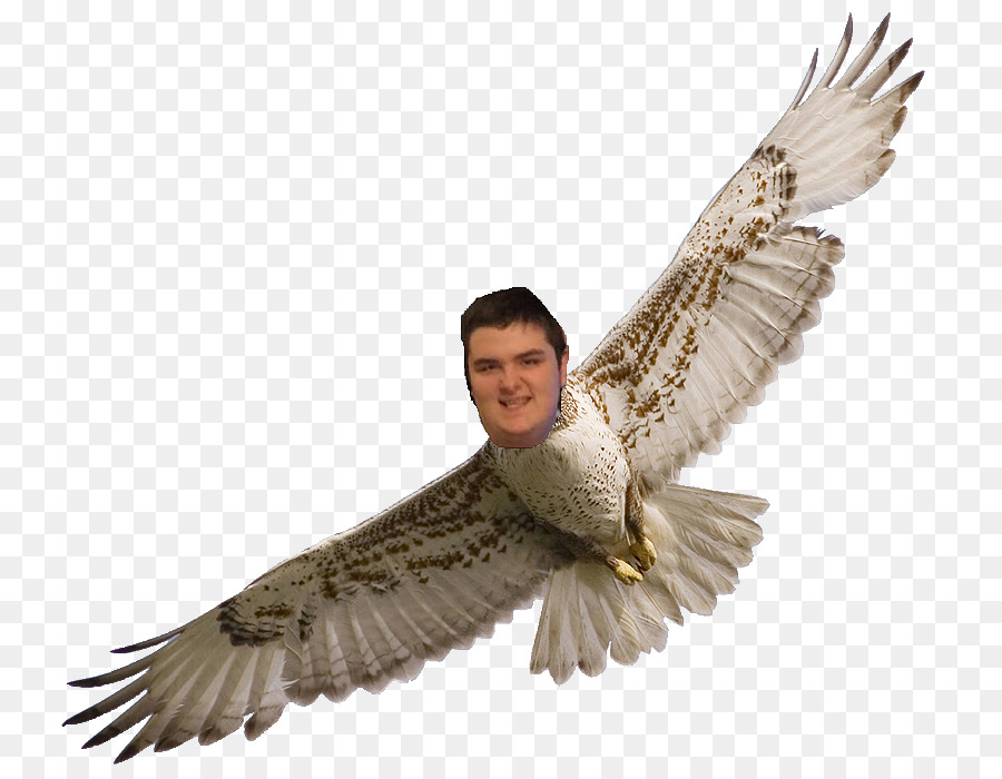 Uccello Aquila Calva Accipitridae Falco - uccello