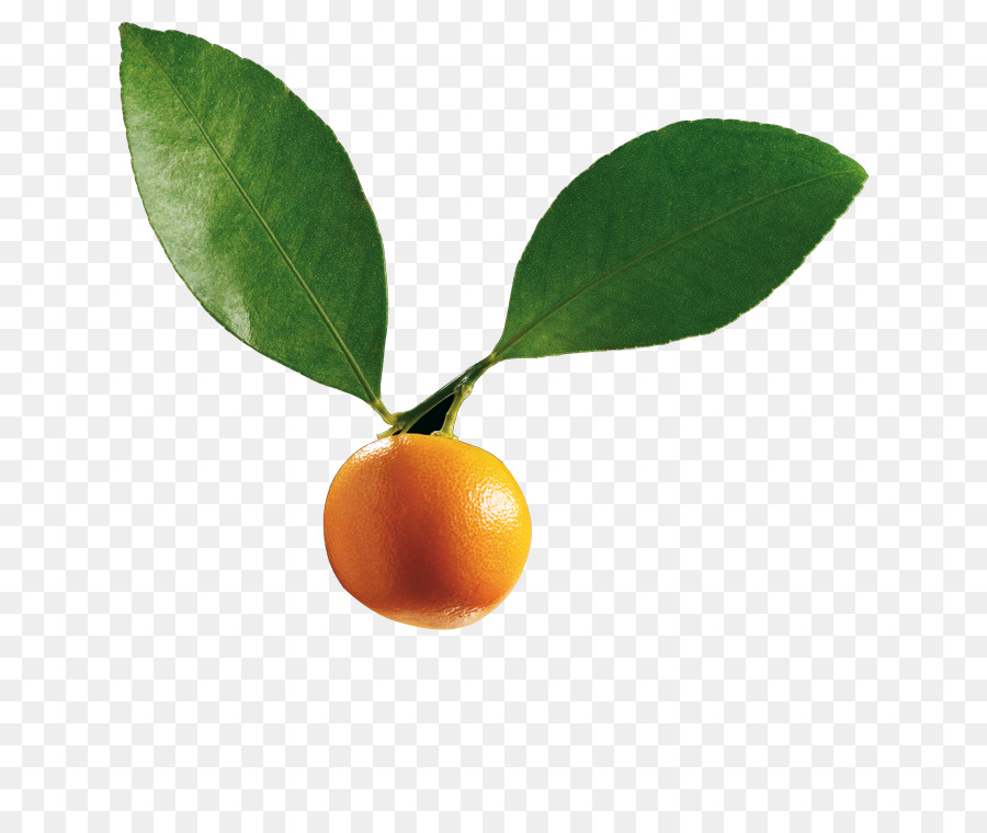 Citrus Calamondin - Calamondin